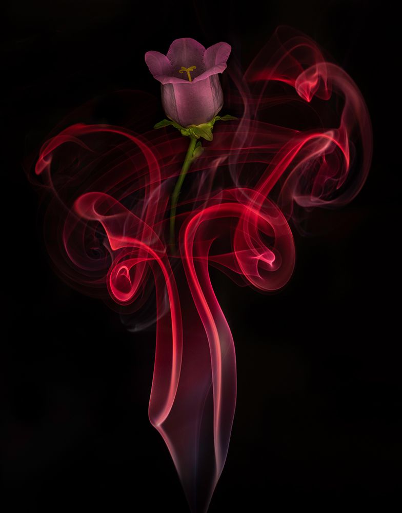 Campanula Bell Dance art print by Azriel Yakubovitch for $57.95 CAD
