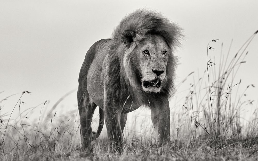 The King art print by Henry Zhao for $57.95 CAD