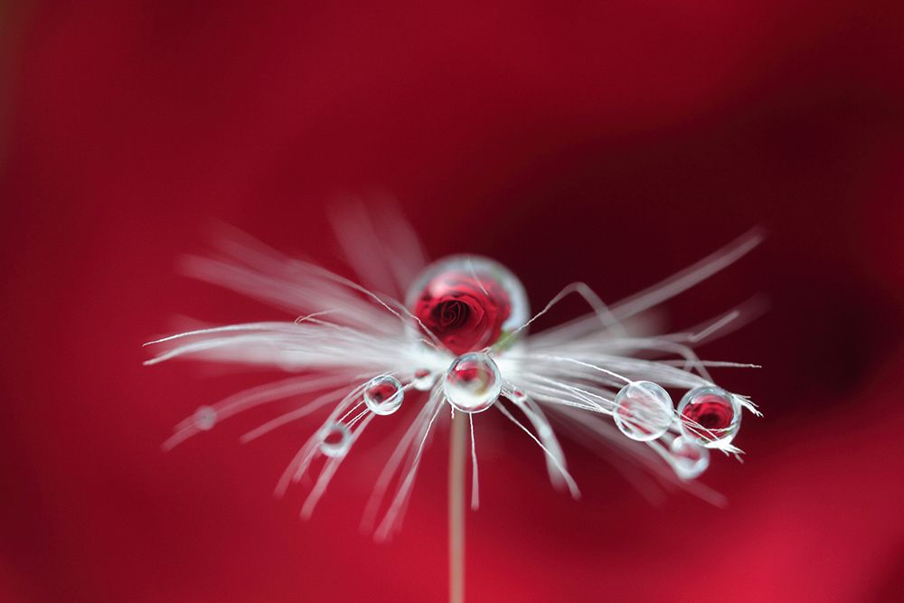 Goutte de rose art print by Bertrand Kulik for $57.95 CAD