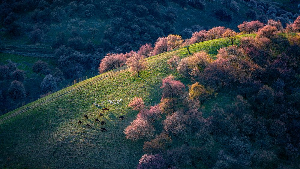 Sunset in the primitive wild apricot forest art print by Hua Zhu for $57.95 CAD