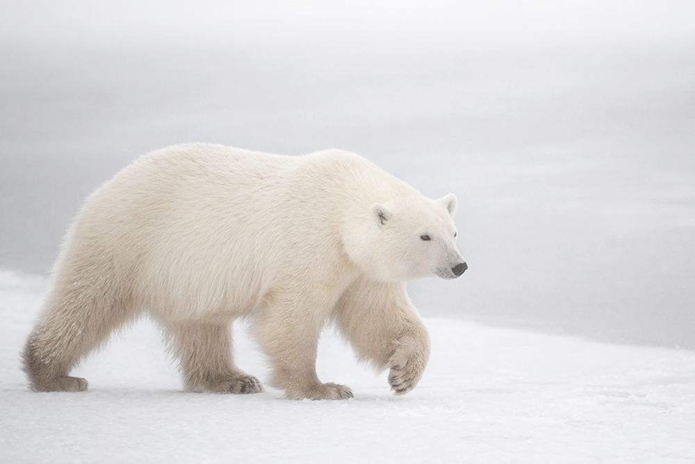 White art print by Marco Pozzi for $57.95 CAD
