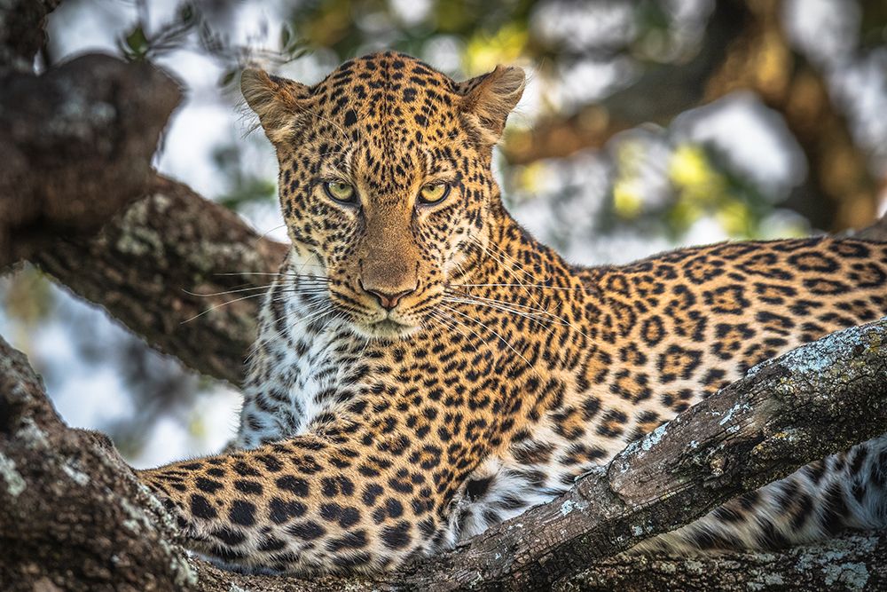 The Arboreal King art print by Jeffrey C. Sink for $57.95 CAD