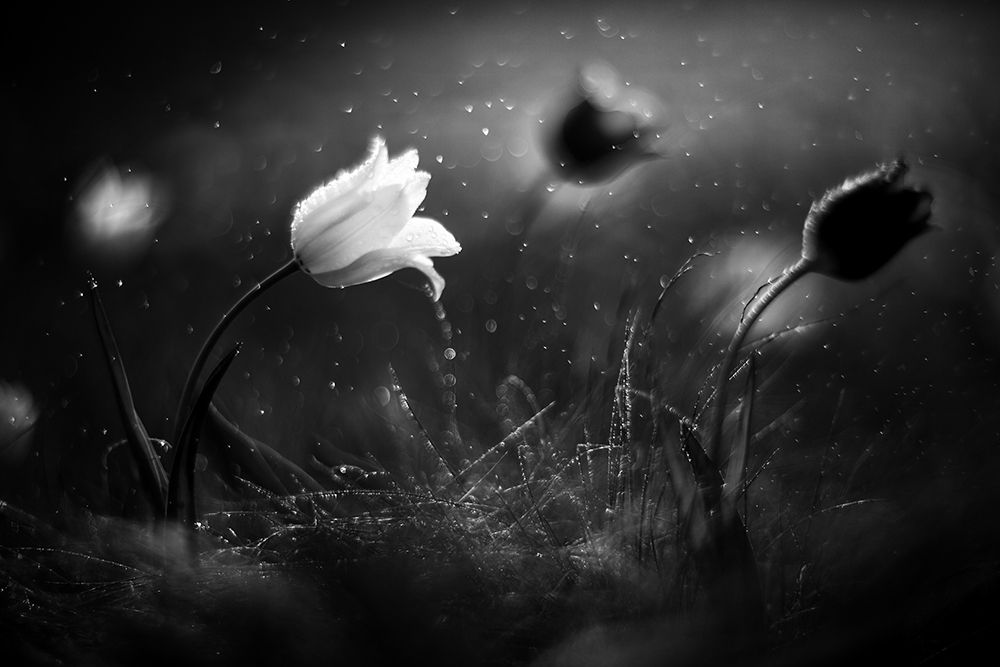 Steppe Flower art print by Vadim Fedotov for $57.95 CAD