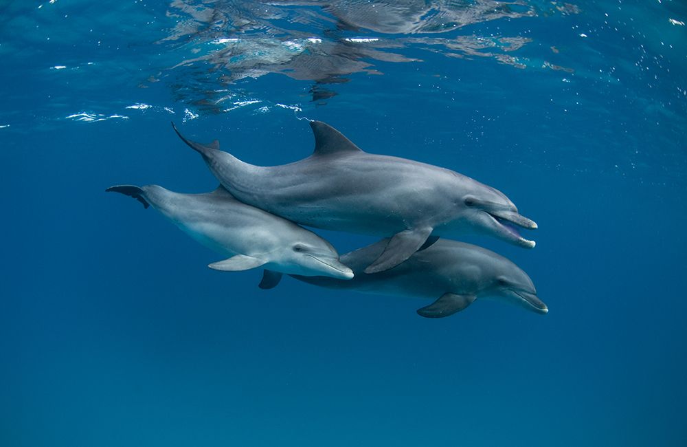 Dolphins art print by Romano Molinari for $57.95 CAD