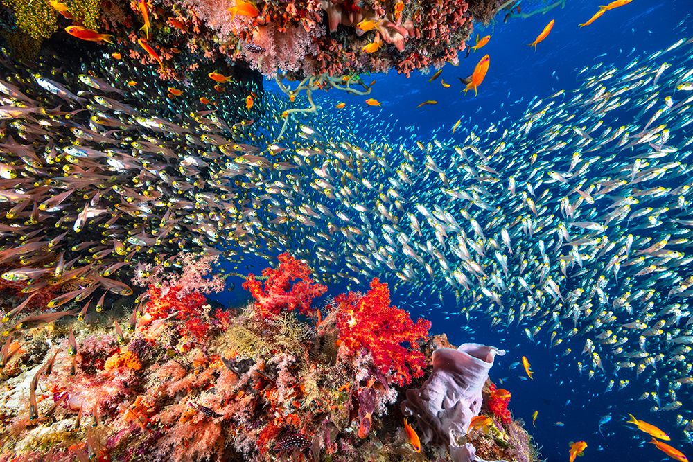 Reef life art print by Barathieu Gabriel for $57.95 CAD