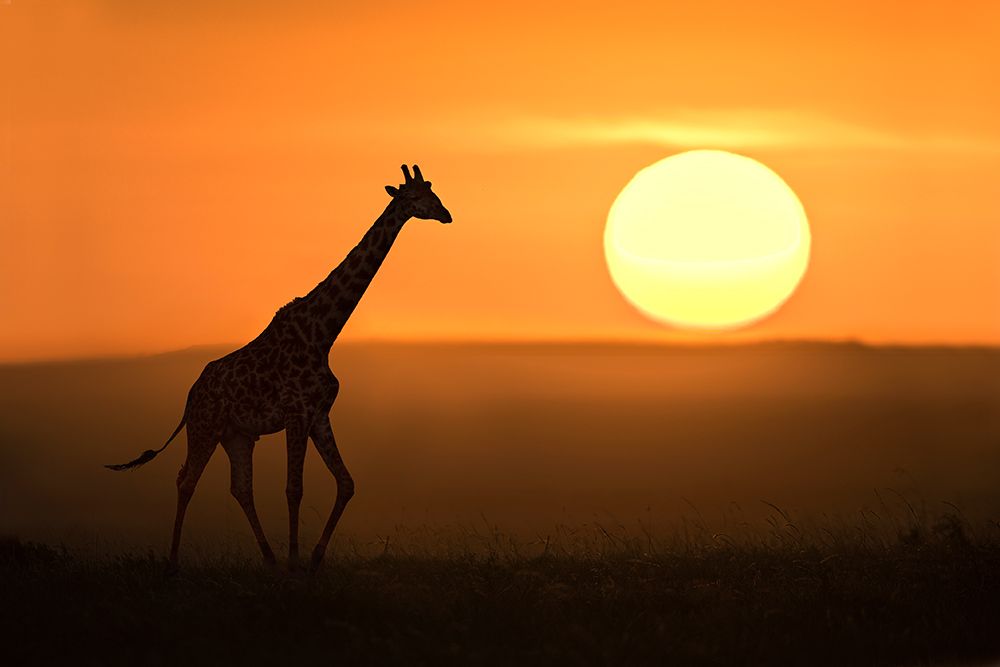 Giraffe at sunrise art print by Xavier Ortega for $57.95 CAD