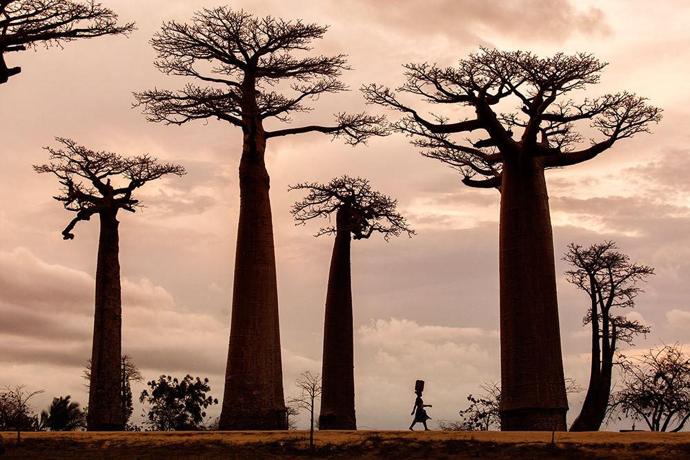 Madagascar art print by Dan Mirica for $57.95 CAD
