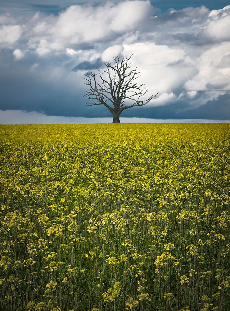 Oaktree On Canolafield art print by Christian Lindsten for $57.95 CAD