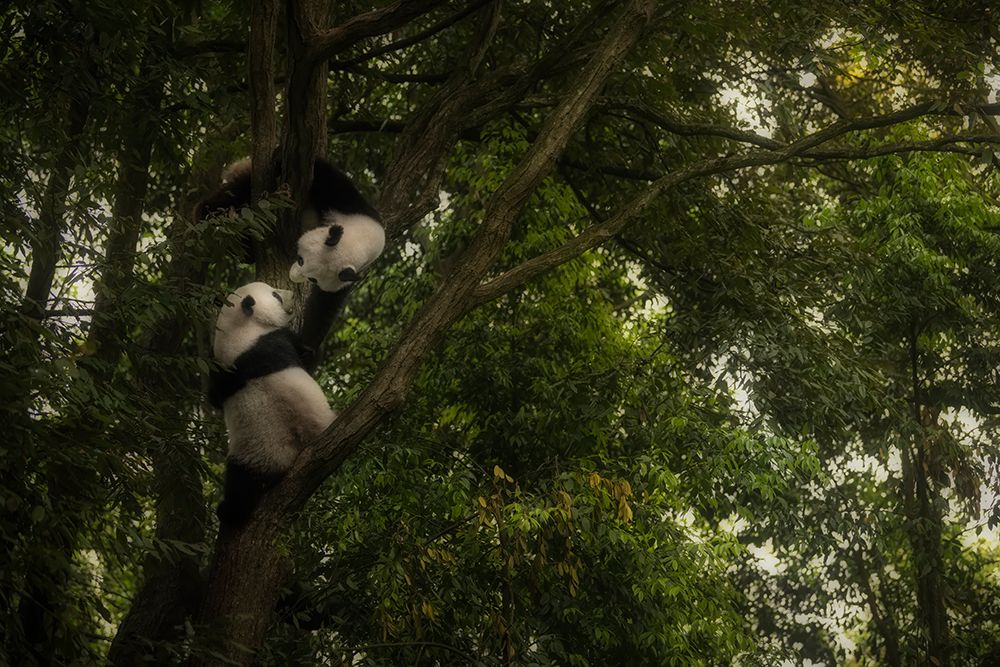 Panda art print by Roberto Marchegiani for $57.95 CAD