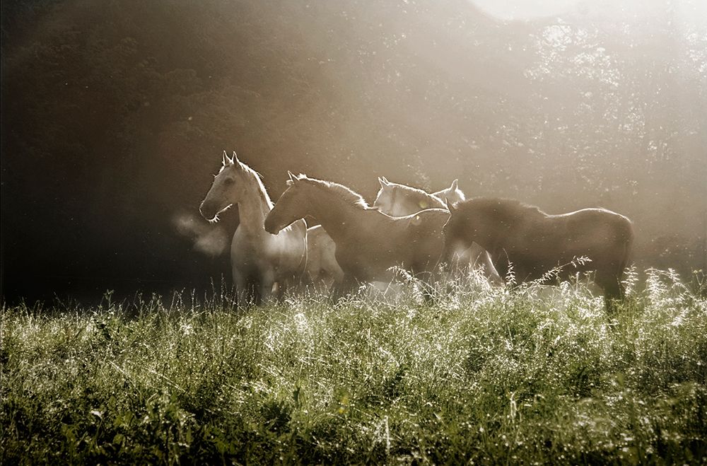 Yesterday Morning art print by Milan Malovrh for $57.95 CAD