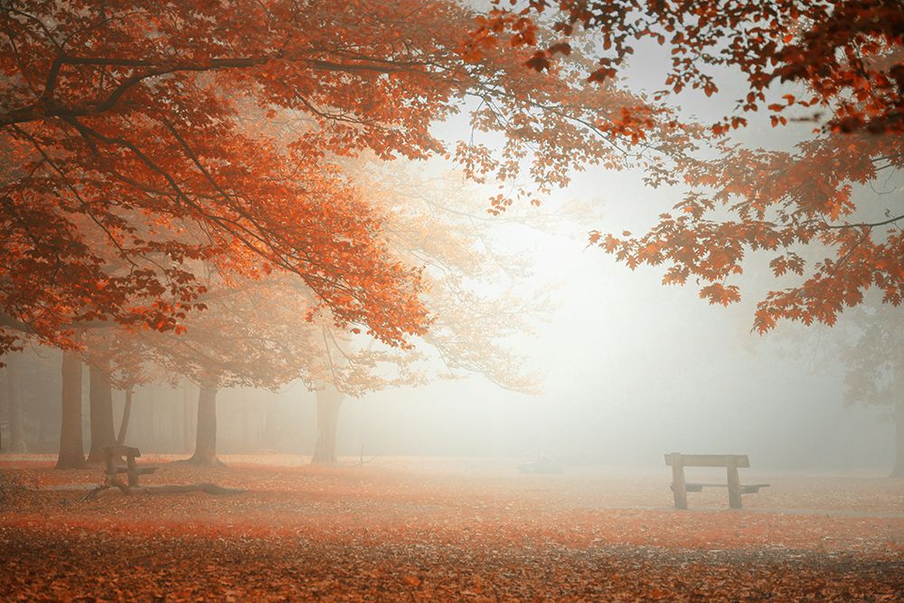 The Wonders Of Nature art print by Saskia Dingemans for $57.95 CAD