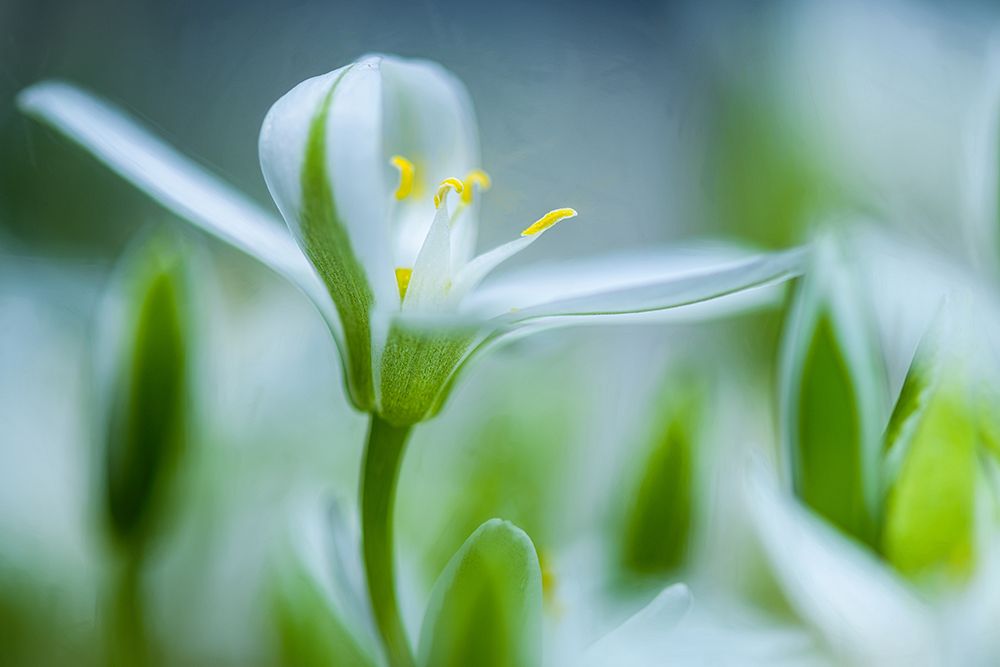Emerging art print by Ulrike Eisenmann for $57.95 CAD