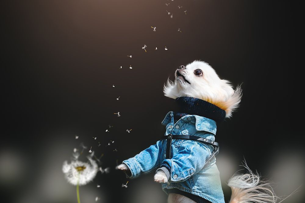 Fluffy art print by Lienjp for $57.95 CAD