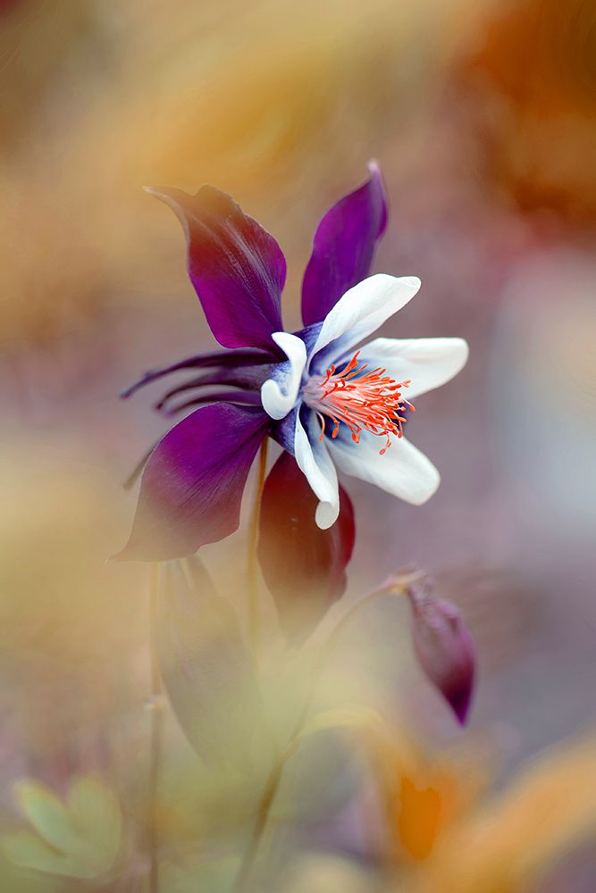 Columbine art print by Jacky Parker for $57.95 CAD