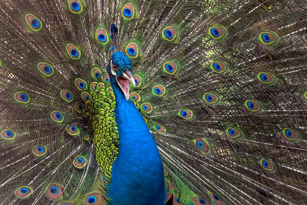 Indian Peafowl art print by Dikky Oesin for $57.95 CAD