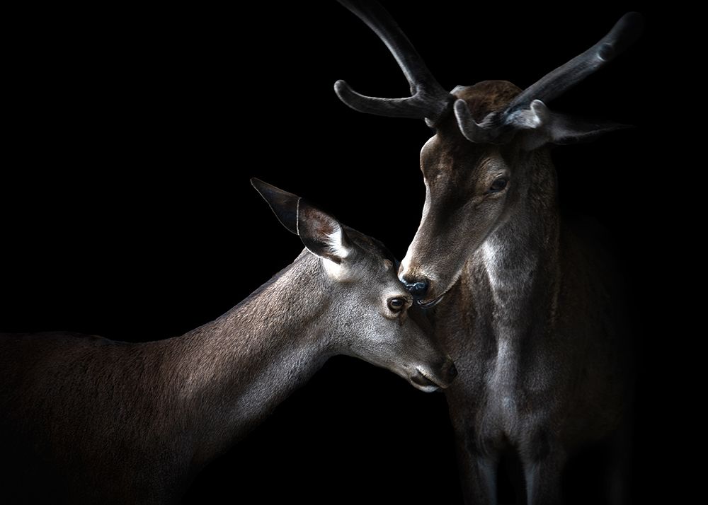 Tenderness art print by Santiago Pascual Buye for $57.95 CAD