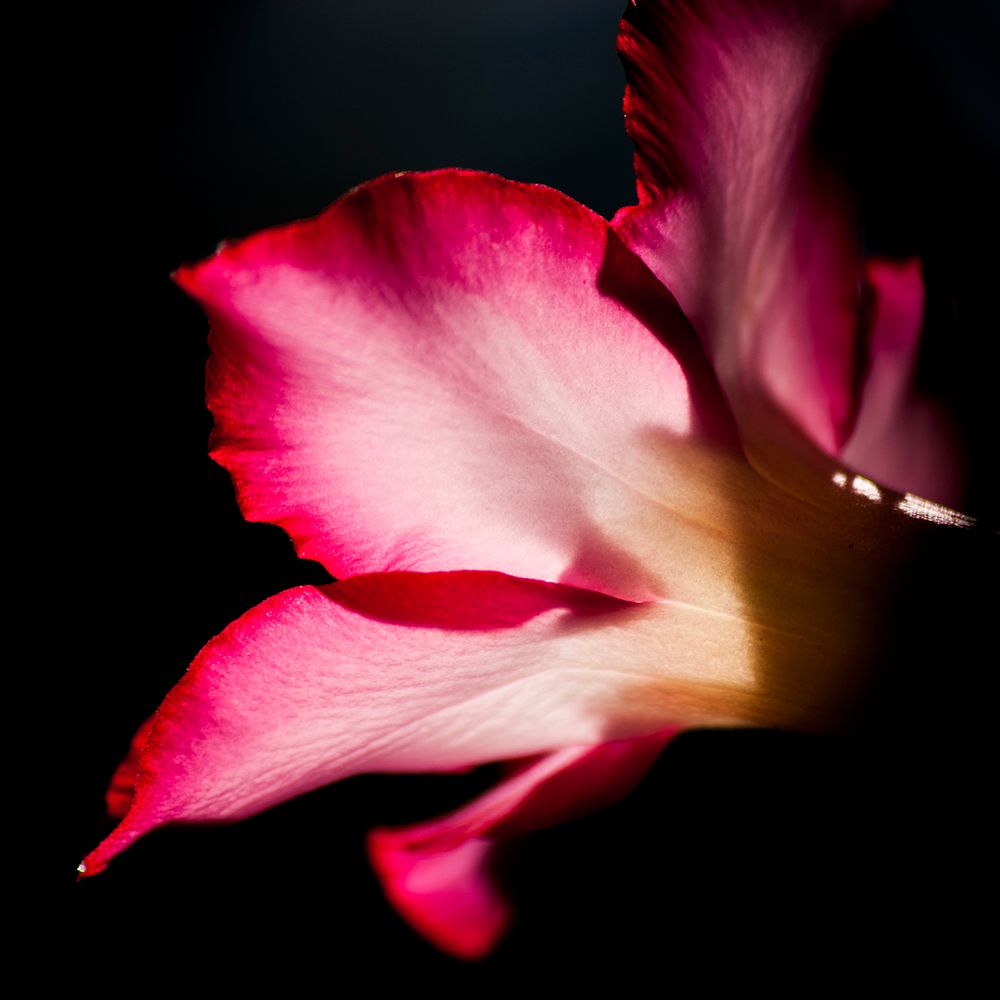 Desert Rose Aglow art print by TJ Gillespie for $57.95 CAD