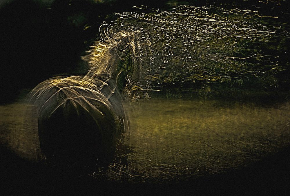 equs art print by Milan Malovrh for $57.95 CAD