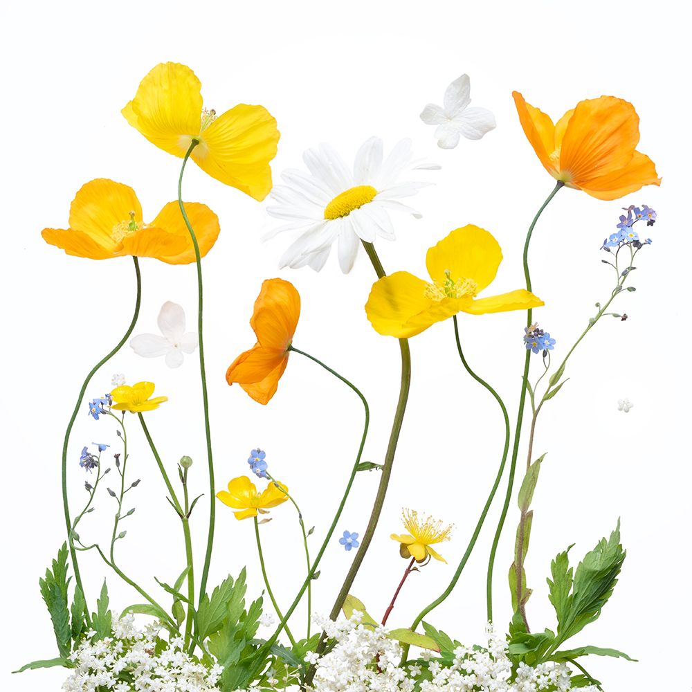 Spring Sunshine art print by Sharon Williams for $57.95 CAD