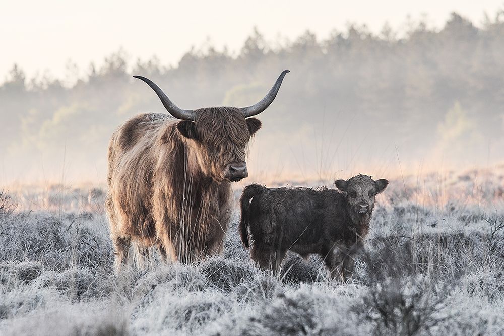Highlander And Calf art print by Jaap van den for $57.95 CAD