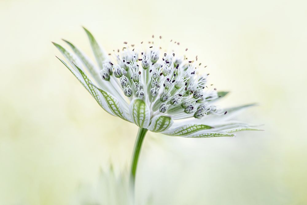 ~Astrantia~ art print by Mandy Disher for $57.95 CAD