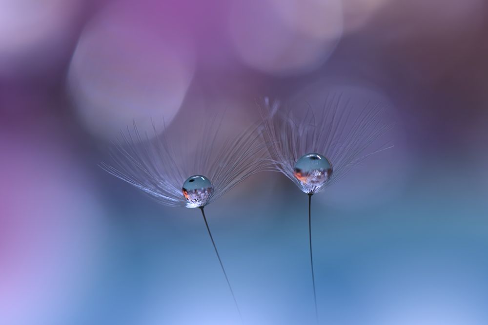 ~O~O~ art print by Juliana Nan for $57.95 CAD