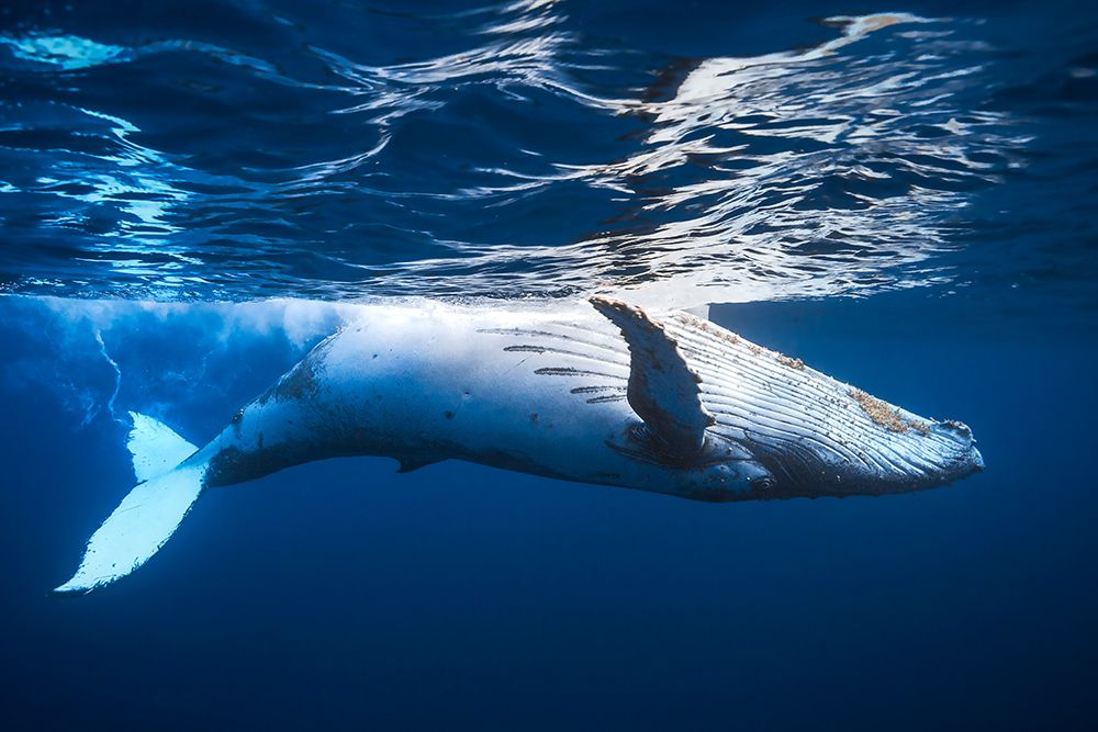 On the surface of the water: a humpback whale art print by Barathieu Gabriel for $57.95 CAD