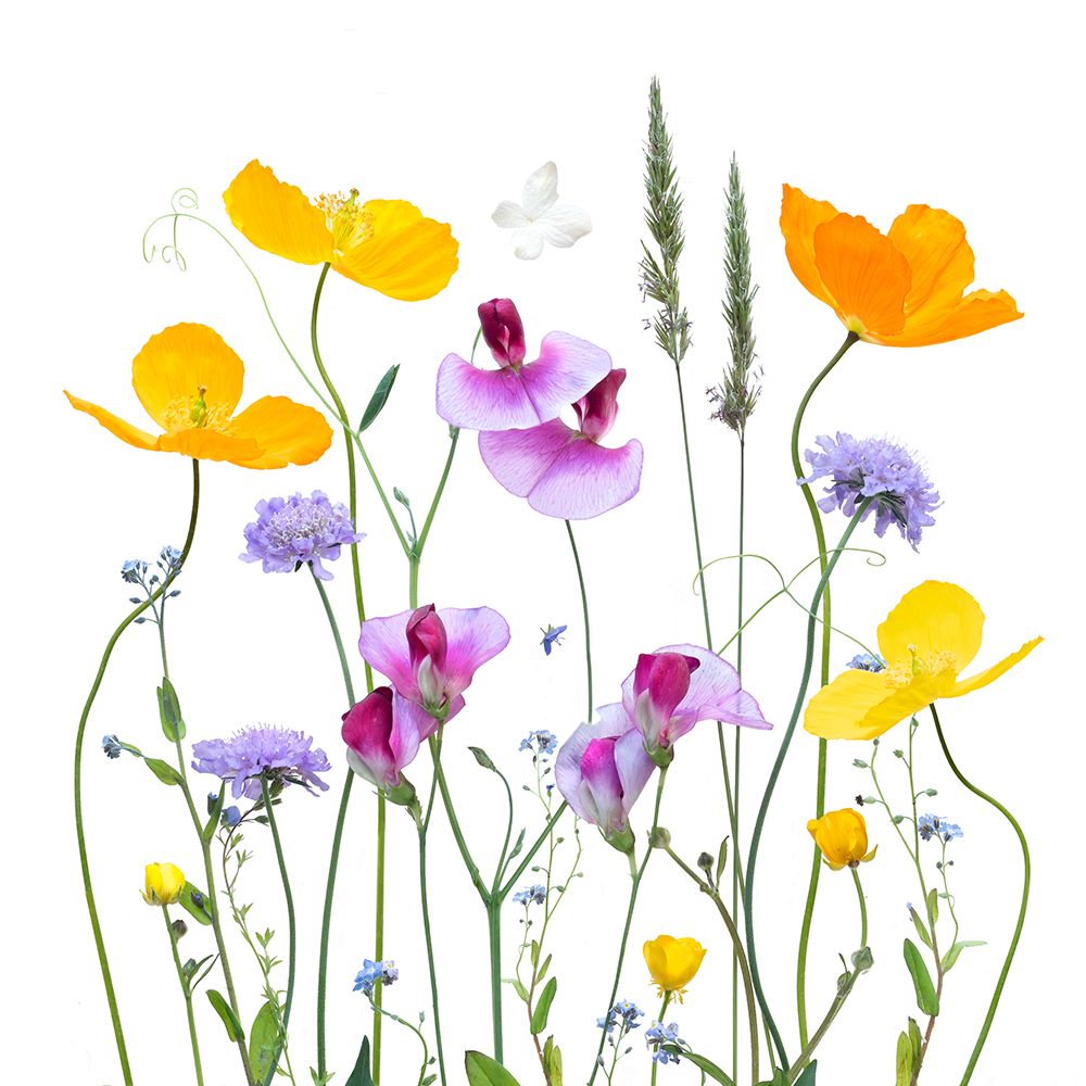 Floral Garden art print by Sharon Williams for $57.95 CAD