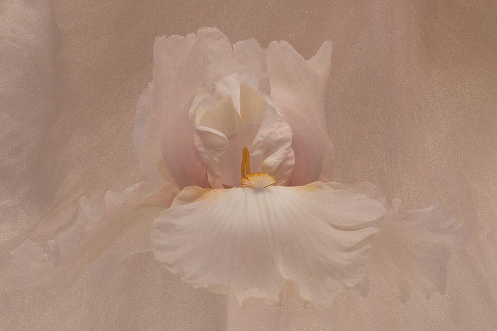 Canopy art print by Richard Urbanski for $57.95 CAD