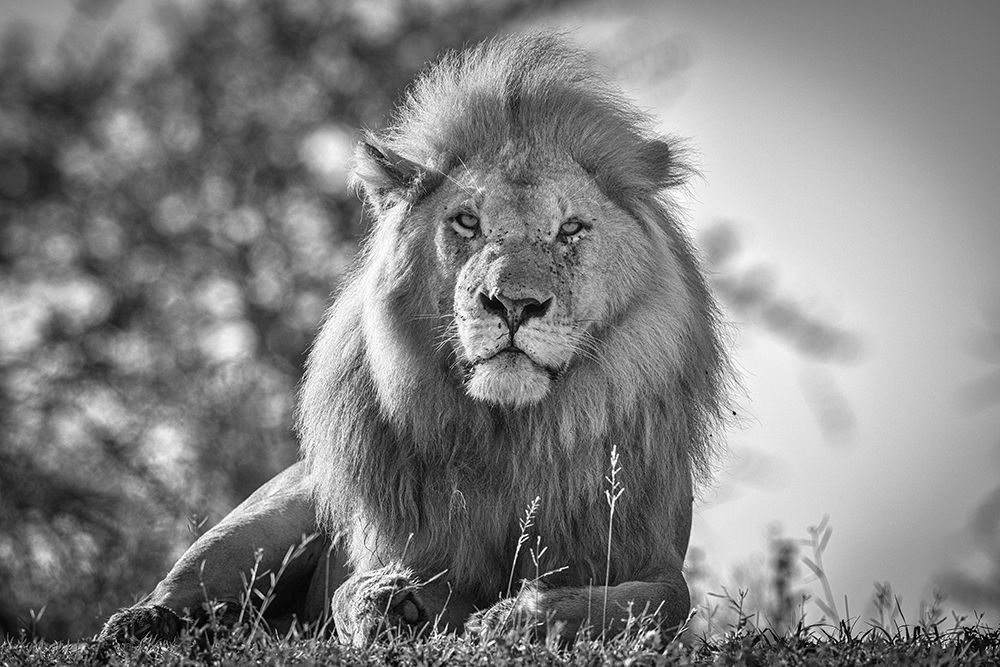 Monochromatic Lion King art print by Jeffrey C. Sink for $57.95 CAD