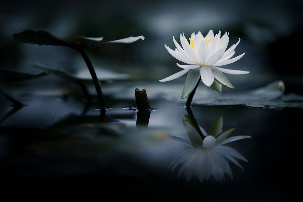 Reflection art print by Takashi Suzuki for $57.95 CAD