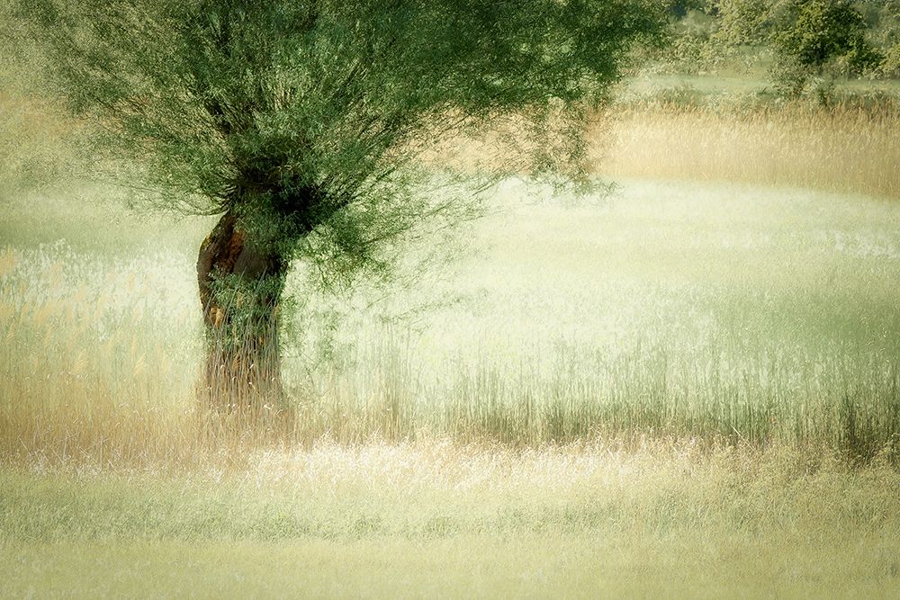 Willow art print by Nel Talen for $57.95 CAD