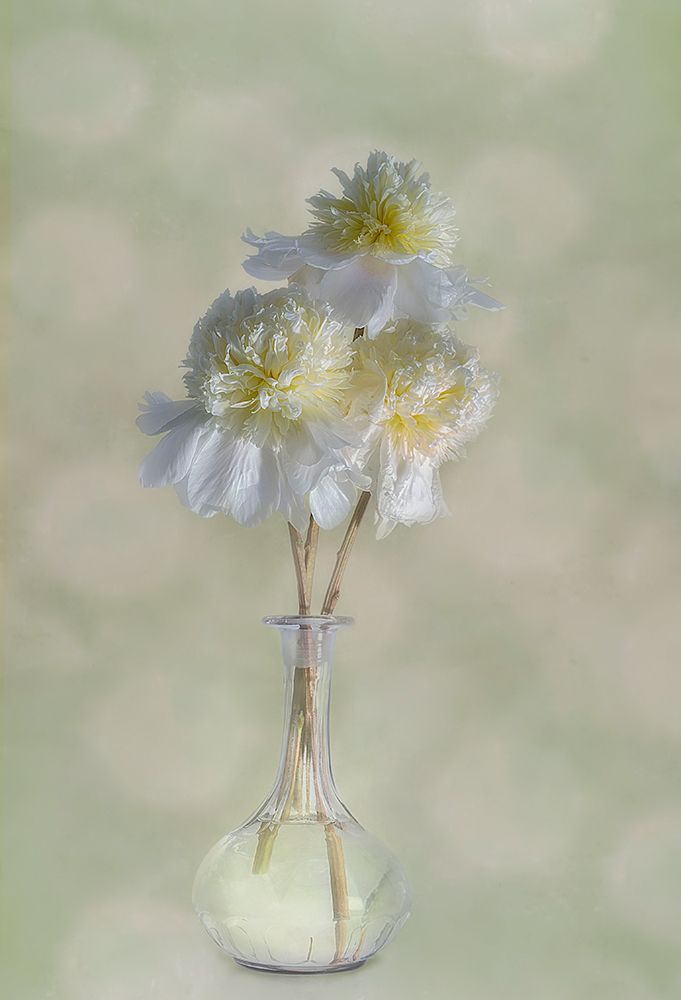 Peonies art print by Gaille Gray for $57.95 CAD