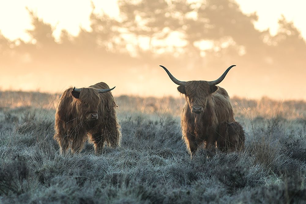 Three Highlanders art print by Jaap Van Den for $57.95 CAD