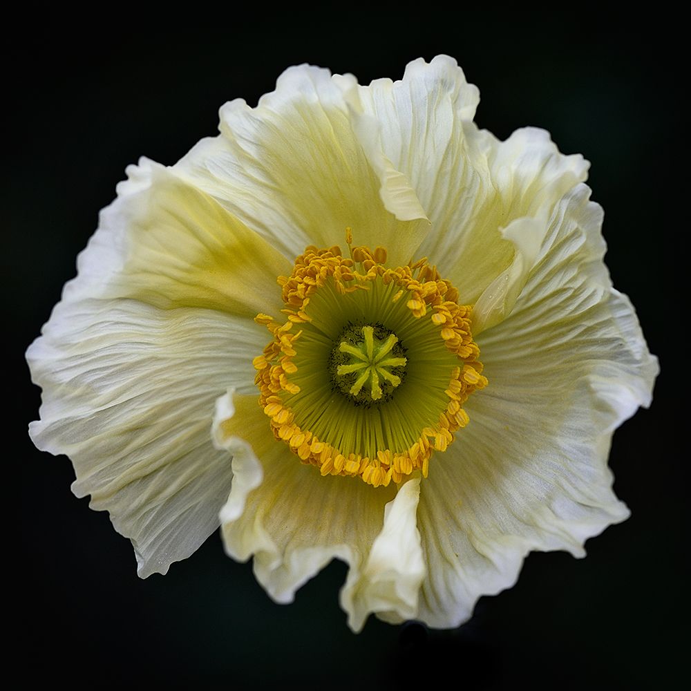Icelandic Poppy art print by Lotte Gronkjar for $57.95 CAD