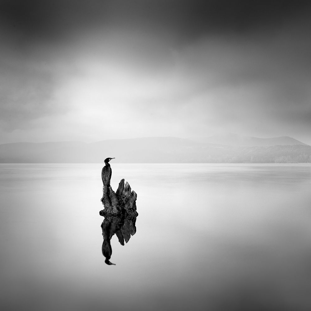Cormorant 02 art print by George Digalakis for $57.95 CAD