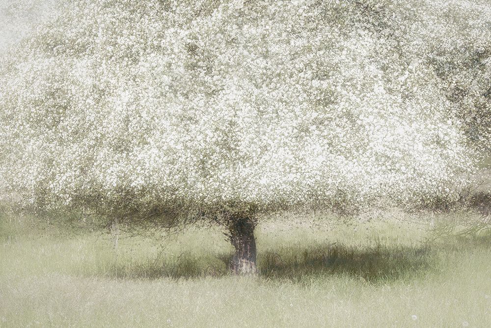 In The Backyard art print by Nel Talen for $57.95 CAD