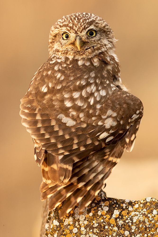 Little Owl art print by Joan Gil Raga for $57.95 CAD
