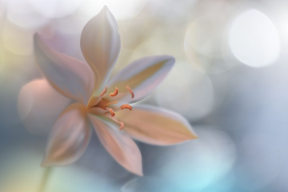 Metamorphosis.. art print by Juliana Nan for $57.95 CAD