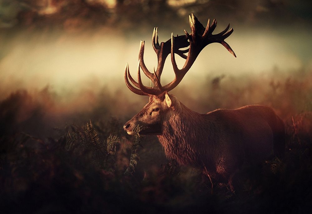 K I N G art print by Robert Fabrowski for $57.95 CAD