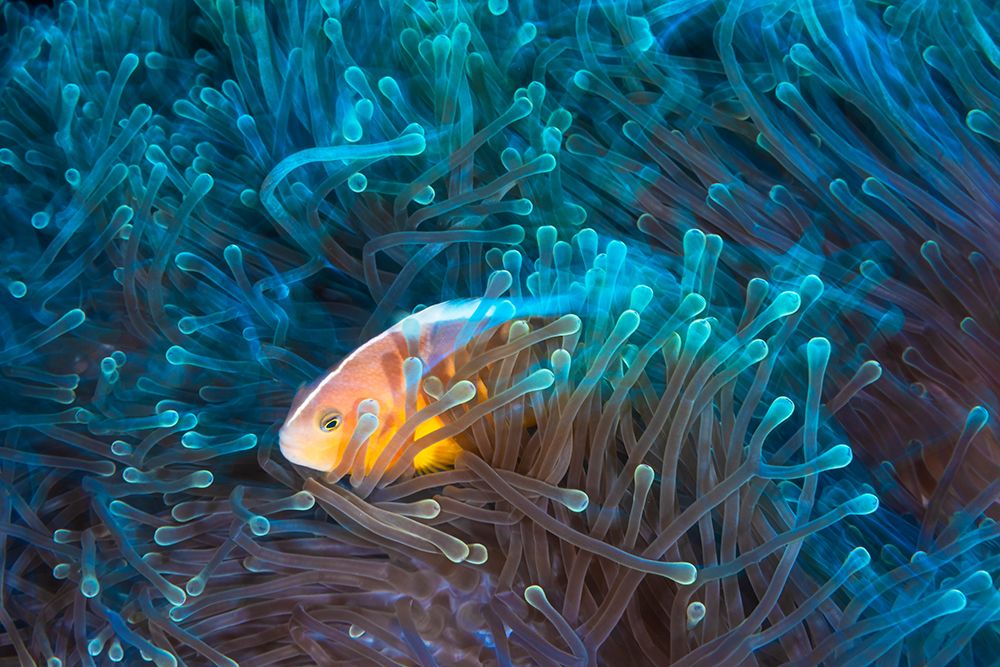 Skunk Clownfish art print by Barathieu Gabriel for $57.95 CAD