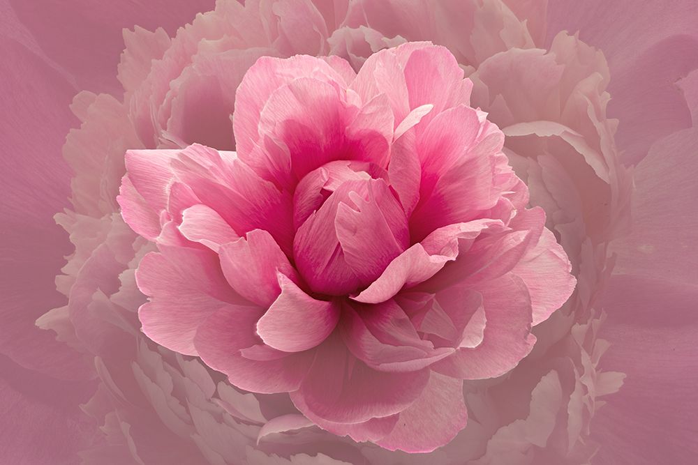 Pink Lady art print by Richard Urbanski for $57.95 CAD