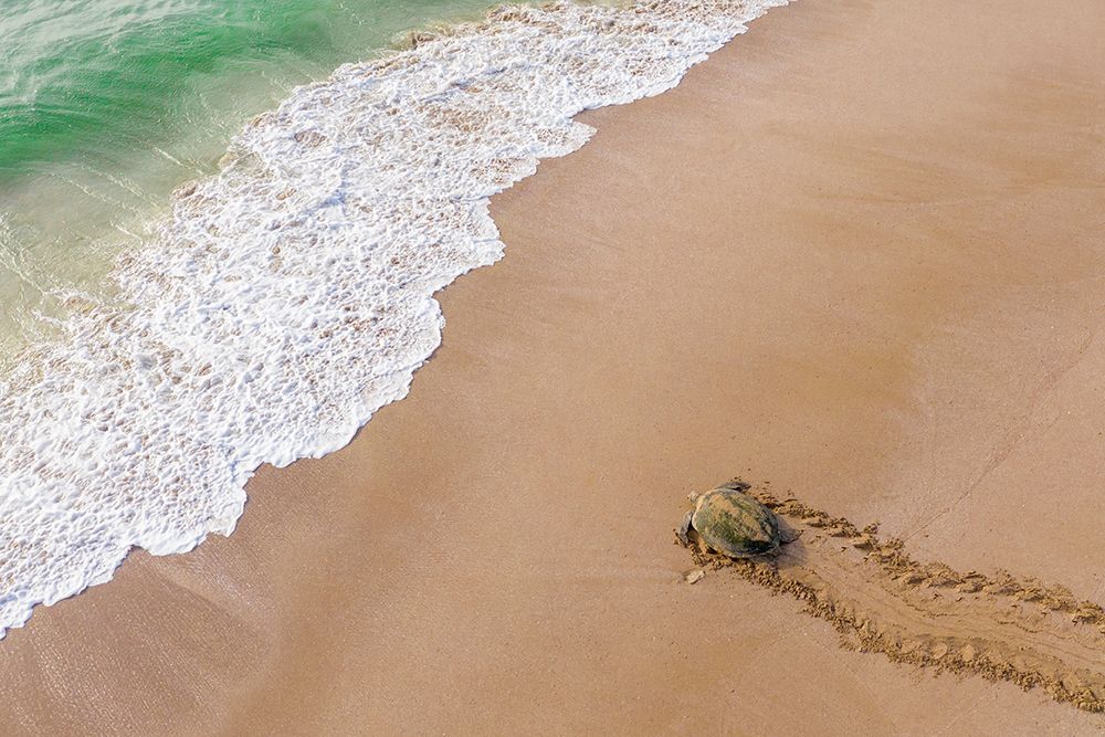 Turtle Season art print by Haitham Al Farsi for $57.95 CAD