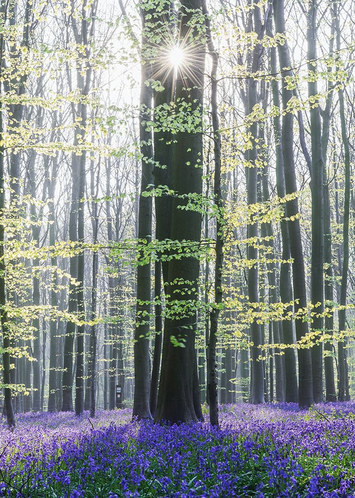 Sun Between Trees art print by Burim Muqa for $57.95 CAD
