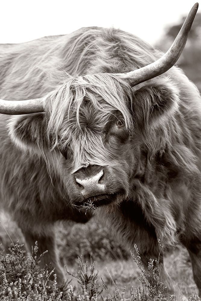 The Bull art print by Jacky Parker for $57.95 CAD