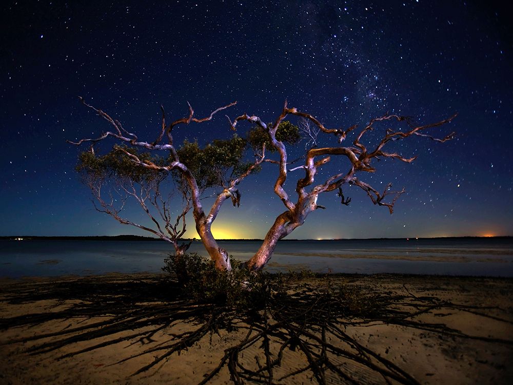 The Tree art print by Mel Brackstone for $57.95 CAD