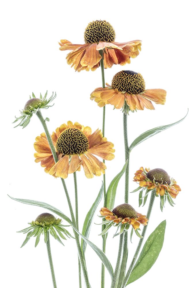 Helenium art print by Mandy Disher for $57.95 CAD