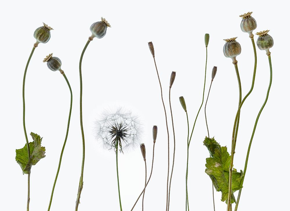 Seedheads art print by Lotte Gronkjar for $57.95 CAD