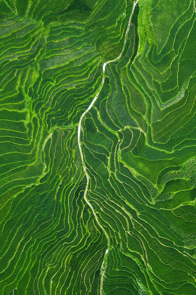 Vein art print by TIANQI for $57.95 CAD