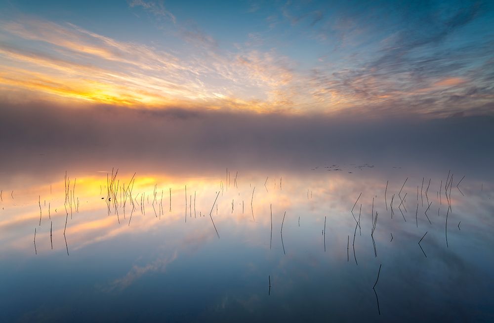 Reeds art print by Keller for $57.95 CAD